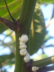 Auchenorrhyncha