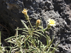 Trixis angustifolia