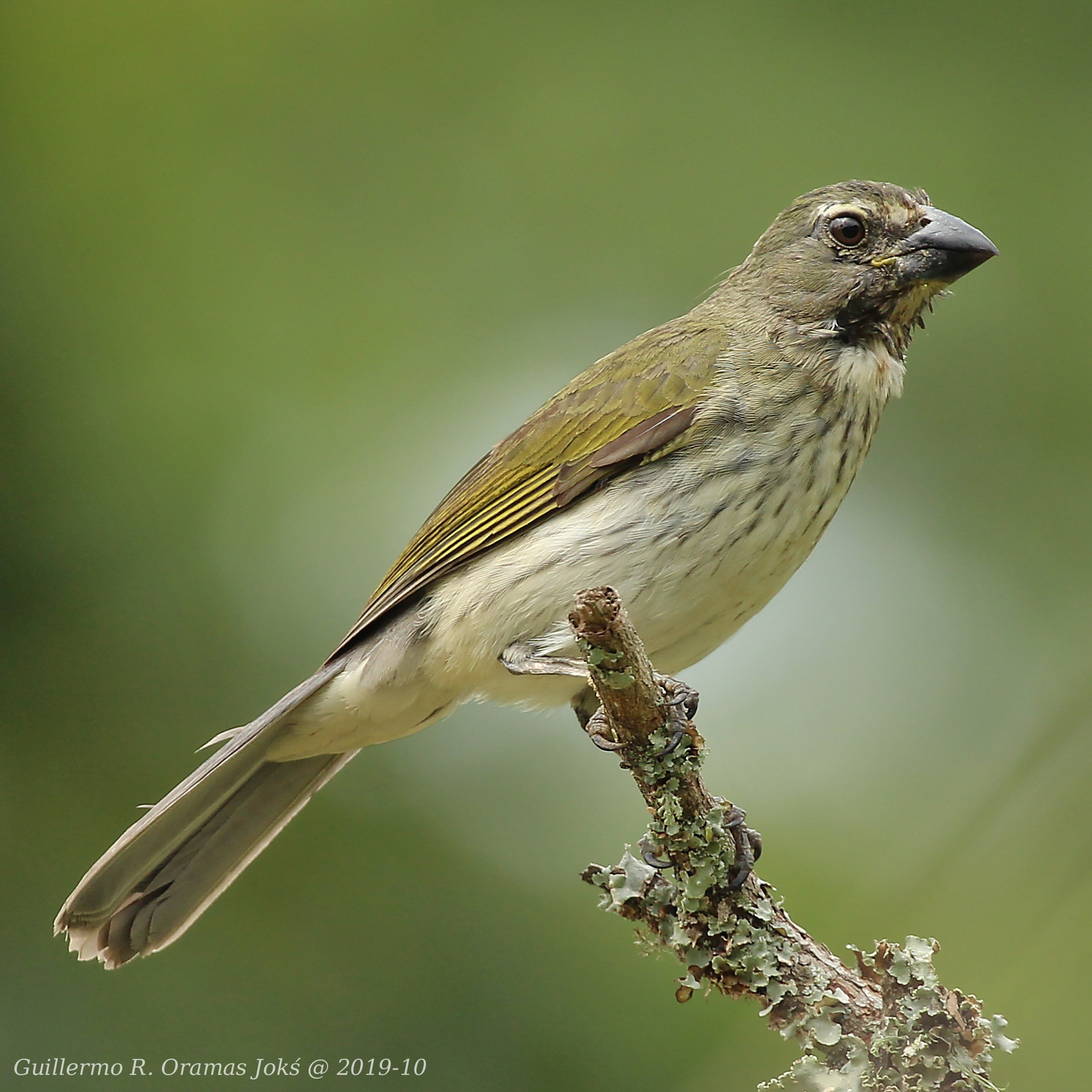 Bicudo-de-peito-listrado (Saltator striatipectus) · BioDiversity4All