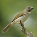 Streaked Saltator - Photo (c) Guillermo O., some rights reserved (CC BY-NC), uploaded by Guillermo O.