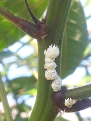 Auchenorrhyncha