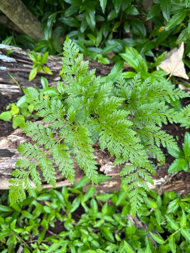 Davallia fejeensis observed 2026-06-25
