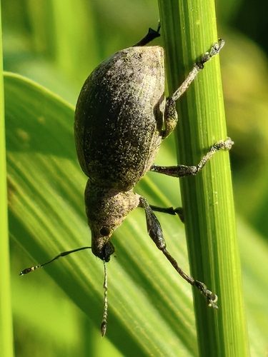 chequered weevil