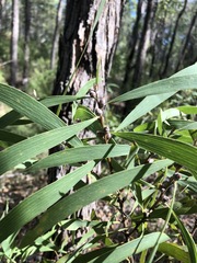 Hakea benthamii