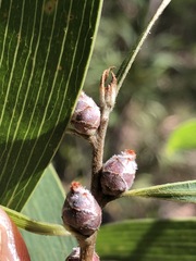 Hakea benthamii