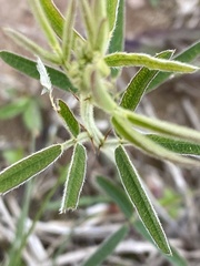 Lespedeza angustifolia
