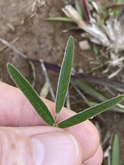 Lespedeza angustifolia