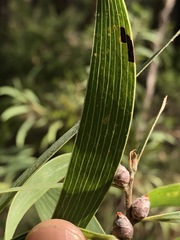 Hakea benthamii