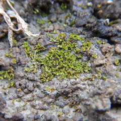 Aloina rigida