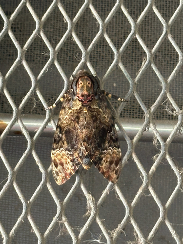 Greater Death's Head Hawkmoth