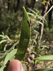 Hakea benthamii