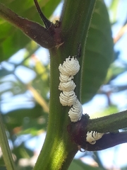 Auchenorrhyncha