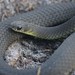 Short-nosed Snake - Photo (c) Bryce Van der Heide, some rights reserved (CC BY-NC), uploaded by Bryce Van der Heide