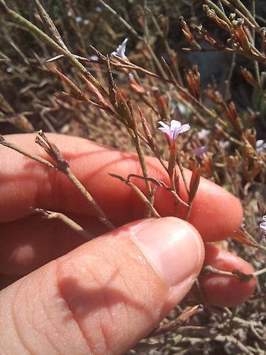 Limonium galilaeum