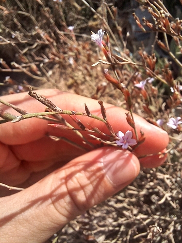 Limonium galilaeum, photograph 1