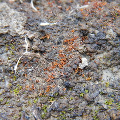 Aloina rigida