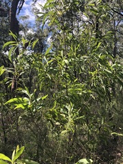 Hakea benthamii