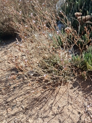 Limonium galilaeum, photograph (c) yelena_antipova, some rights reserved (CC BY)
