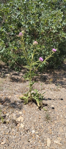 Onopordum tauricum