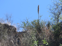 Dasylirion cedrosanum