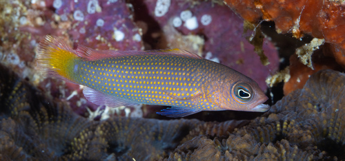 Pseudochromis marshallensis observed 2026-06-15