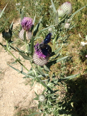 Xylocopa