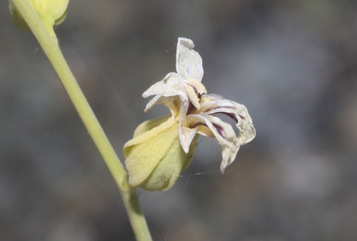 Streptanthus vimineus