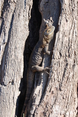 Ctenosaura macrolopha