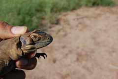 Ctenosaura macrolopha