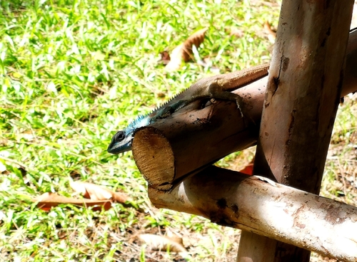 Siamese Blue Crested Lizard