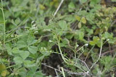 Vicia tetrasperma