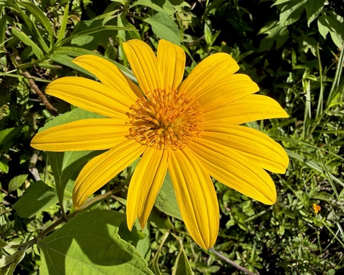 Tithonia diversifolia observed 2026-06-14