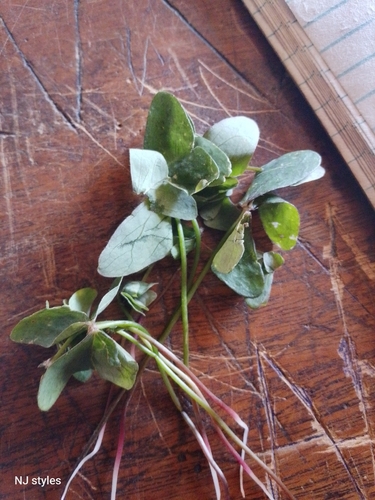 Garden pink-sorrel