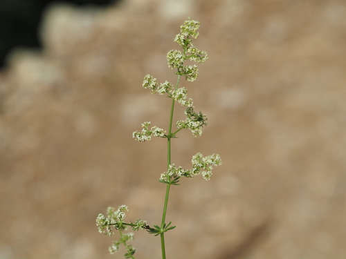 Galium lucidum, photograph 2