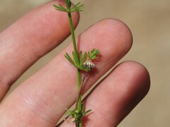 Galium lucidum, photograph (c) Louis Aureglia, some rights reserved (CC BY)