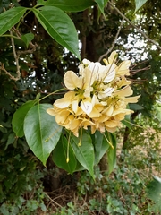 Crateva unilocularis