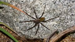 Califorctenus cacachilensis