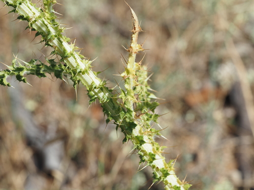 Carduus nigrescens, photograph 5
