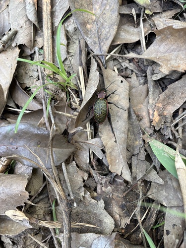 Carabus lafossei