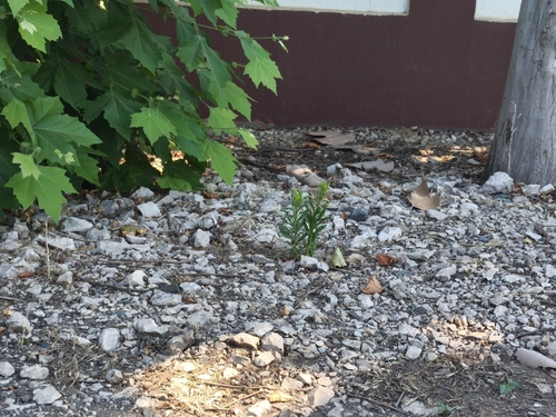 horseweed