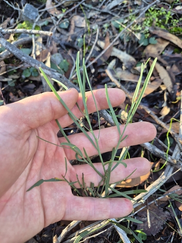 narrow-leaf bitter-pea