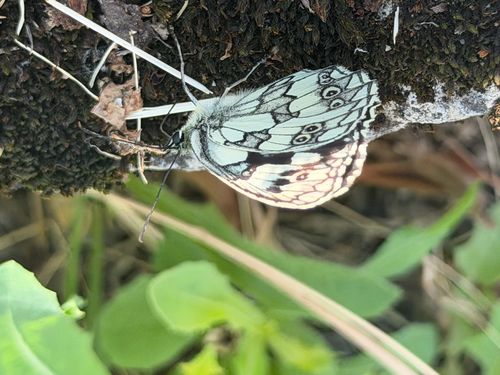 Marbled White