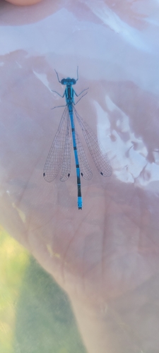 Azure Damselfly
