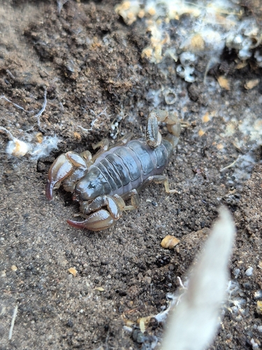 black rock scorpion