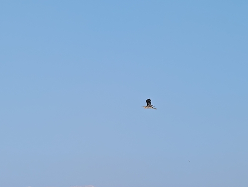 Purple Heron