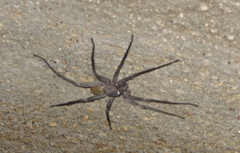 Califorctenus cacachilensis