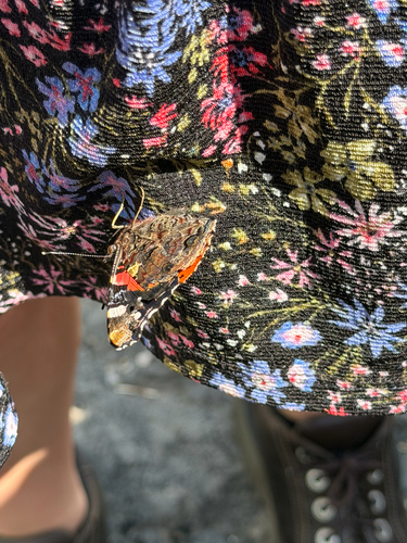 Red Admiral