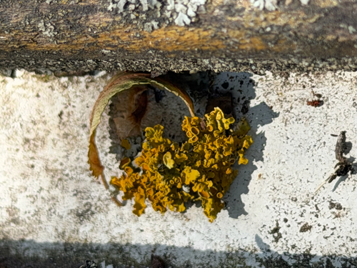 Common Sunburst Lichen