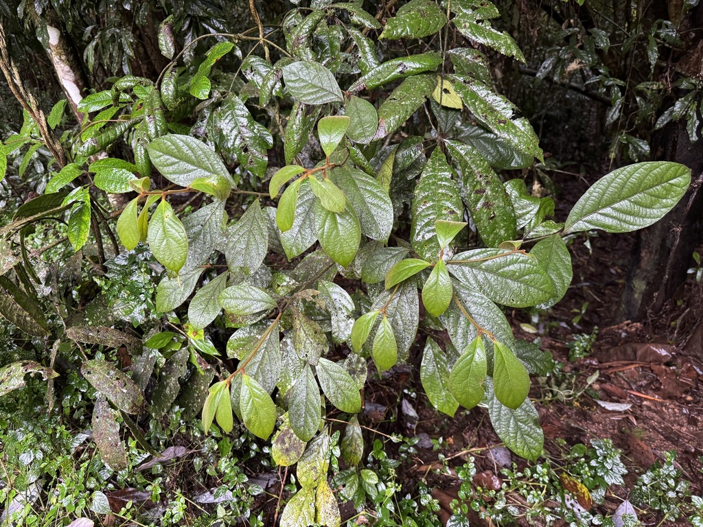 Endiandra insignis