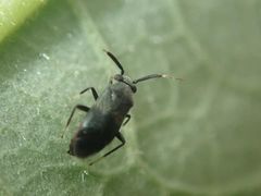 Druthmarus miyamotoi